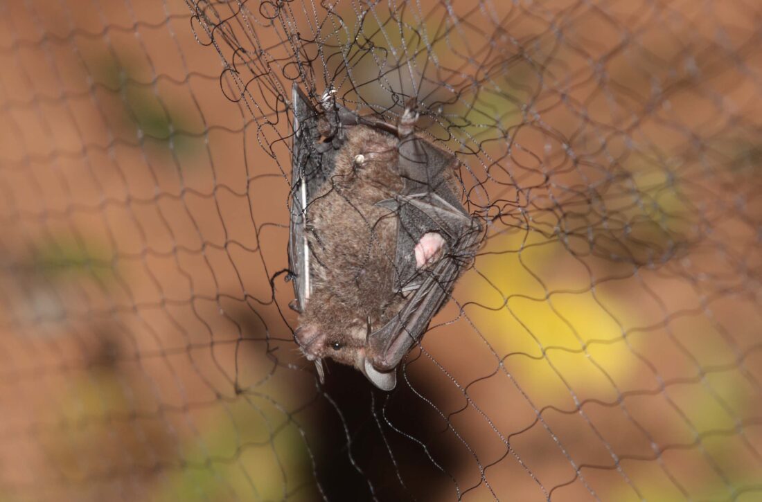  Em Campo Largo, terceiro caso de raiva em morcegos é detectado