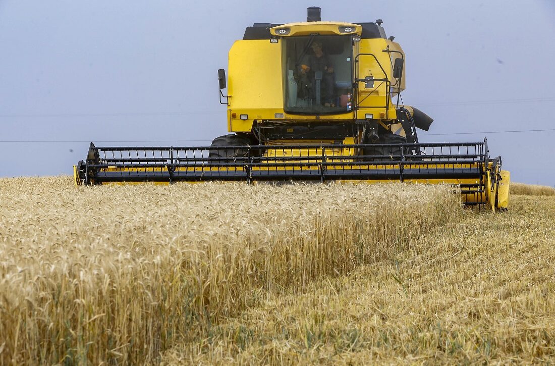 Colheita do trigo é lenta no Paraná, por conta do período de chuvas intermitentes em todo Estado