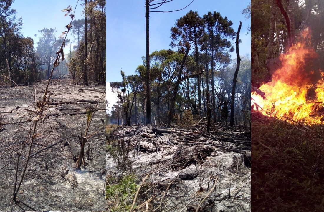  Incêndio em vegetação é combatido pelo Corpo de Bombeiros de Porto União, em Irineópolis