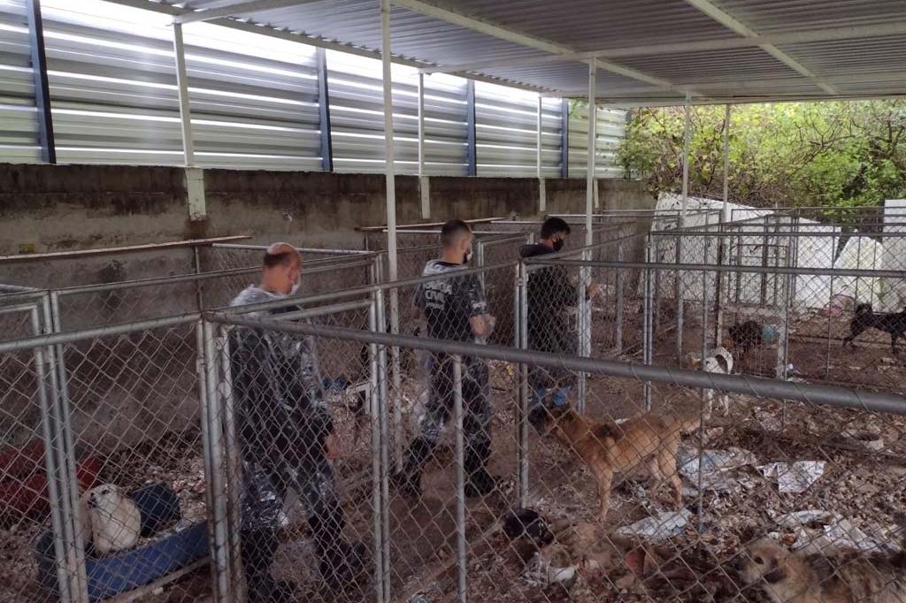  PCPR deflagra operação para resgatar 300 cães em situação de maus-tratos em Curitiba