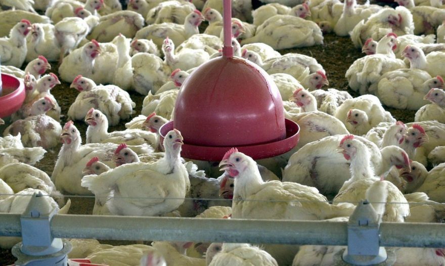  OMS confirma primeira morte por gripe aviária no mundo