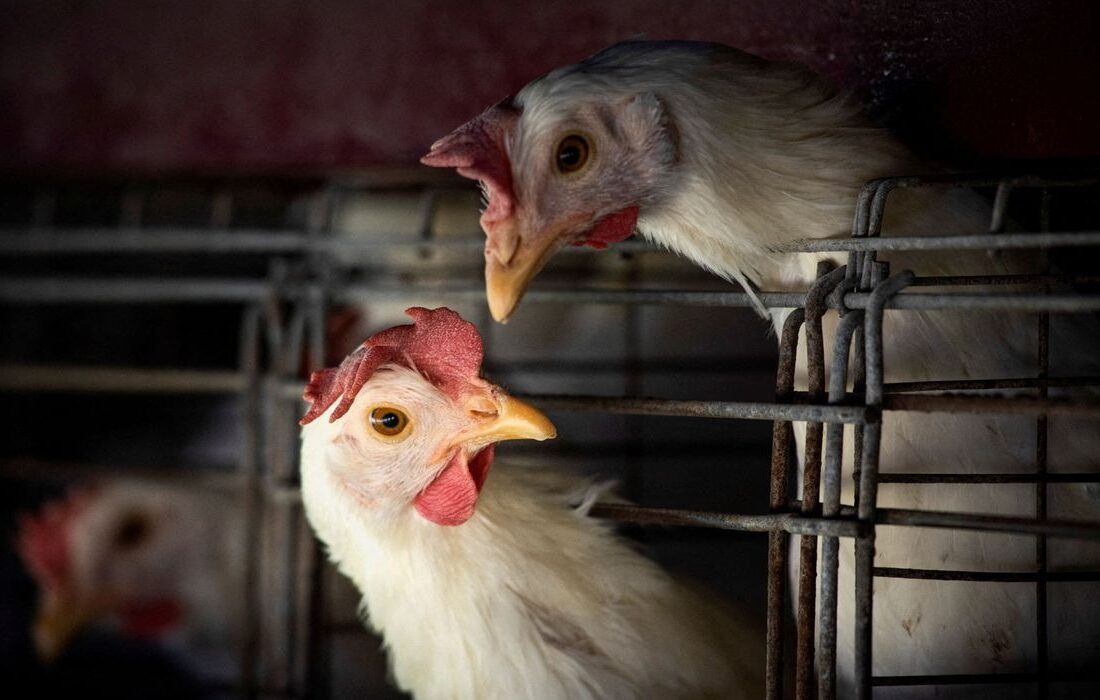  Gripe aviária leva Brasil a decretar emergência zoossanitária