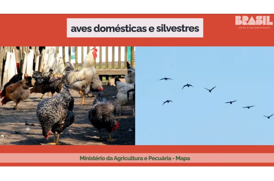  Brasil registra primeiros casos de gripe aviária em aves silvestres no Espírito Santo