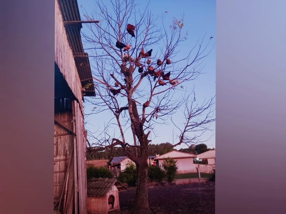  Pé de Galinha: “nova espécie” de árvore impressiona moradores no Paraná