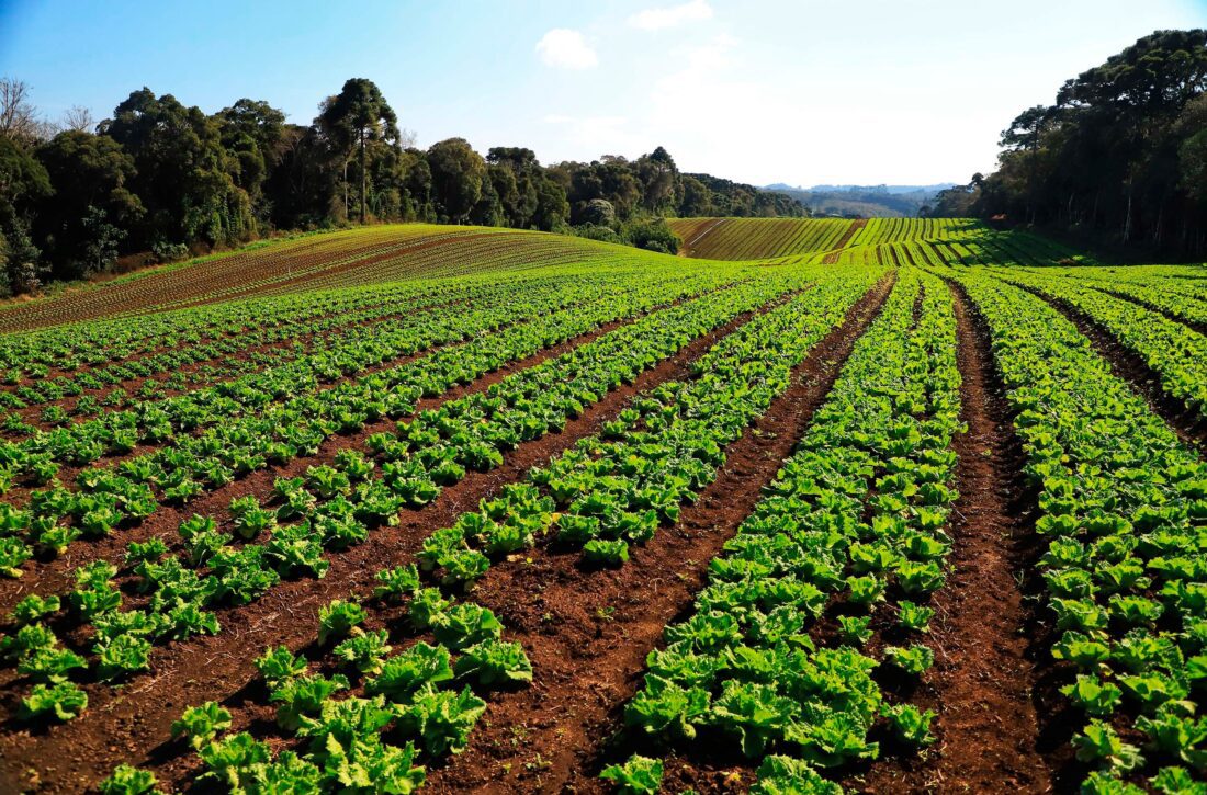  Governo libera R$ 7,9 milhões para fortalecer produção orgânica no Paraná