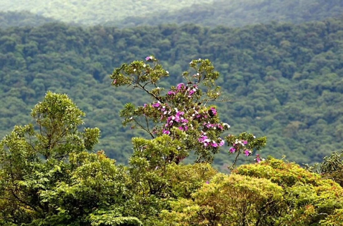  Paraná é destaque na preservação ambiental; Brasil no cenário mundial