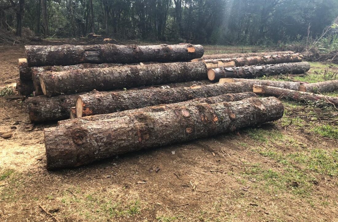  Desmatamento: cerca de 20 araucárias foram cortadas ilegalmente em São Mateus do Sul, diz PM