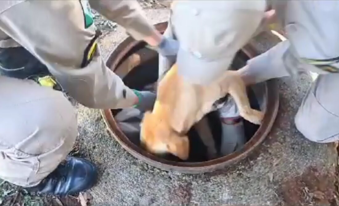  VÍDEO: cachorro caramelo é resgatado de bueiro por bombeiros no Paraná e emociona todos