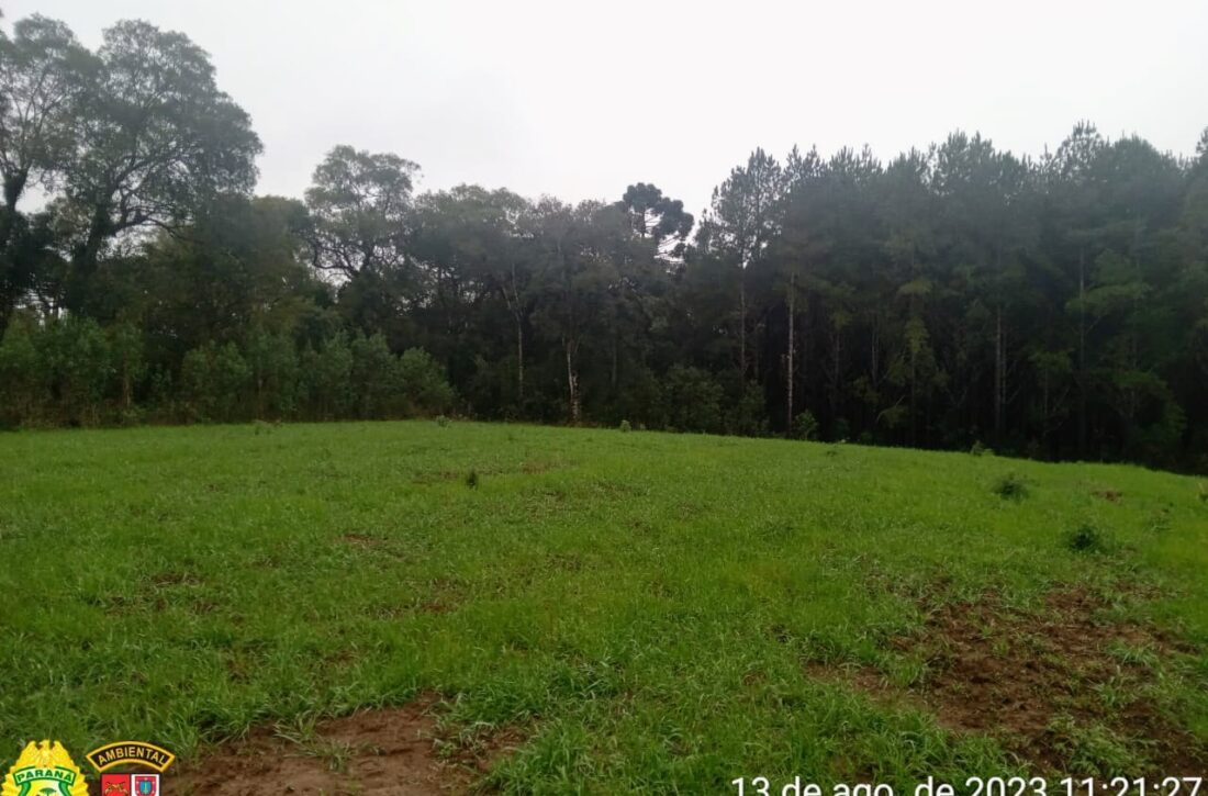 Polícia Ambiental recebe denúncia e flagra dano à vegetação nativa na Lapa