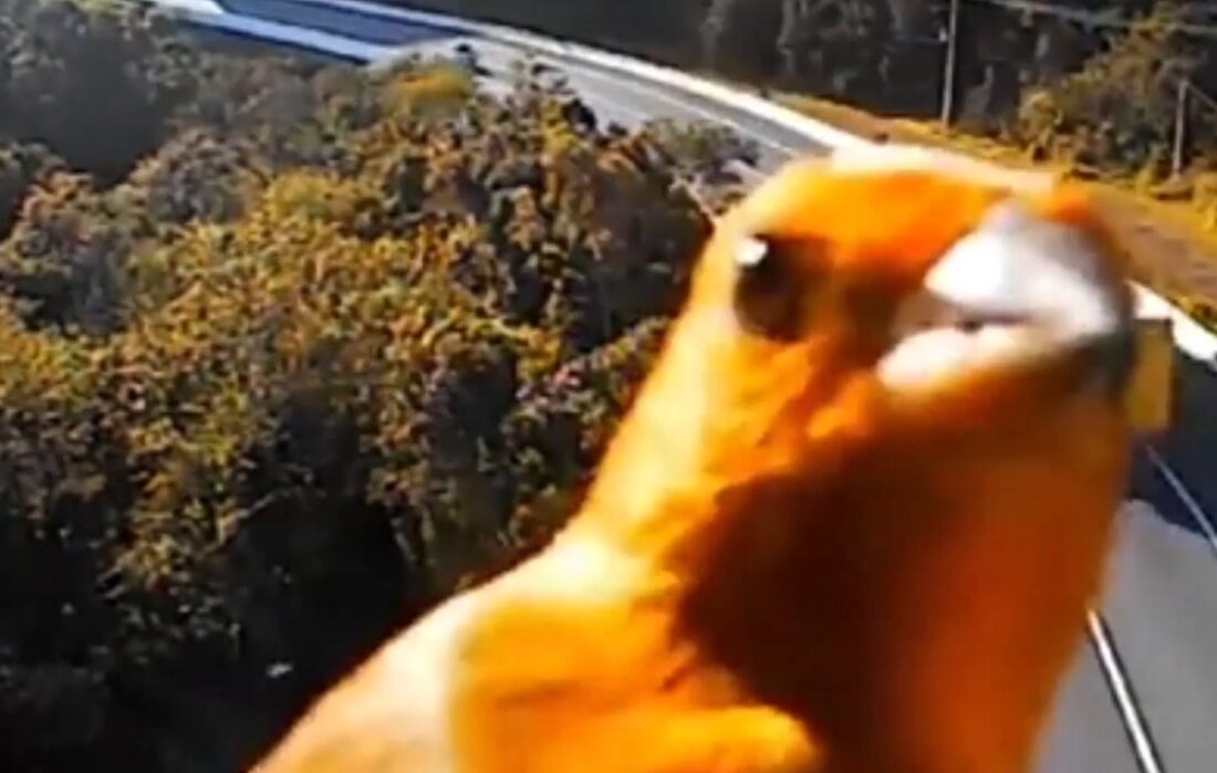  Momento fofura: canário dá uma espiada e aparece em câmera de monitoramento da BR-116; veja vídeo