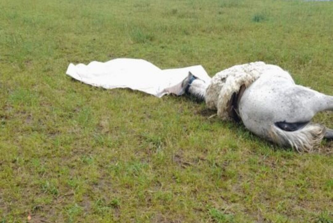  Homem e seu cavalo morrem após serem atingidos por raio em Santa Catarina