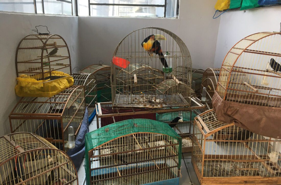  Instituto resgata 20 aves silvestres vítimas de maus-tratos no Paraná; autor pagará mais de R$ 55 mil em multa