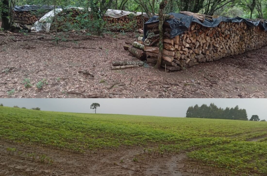  Proprietário de área rural desmatada em São Mateus do Sul é autuado em R$ 44 mil  