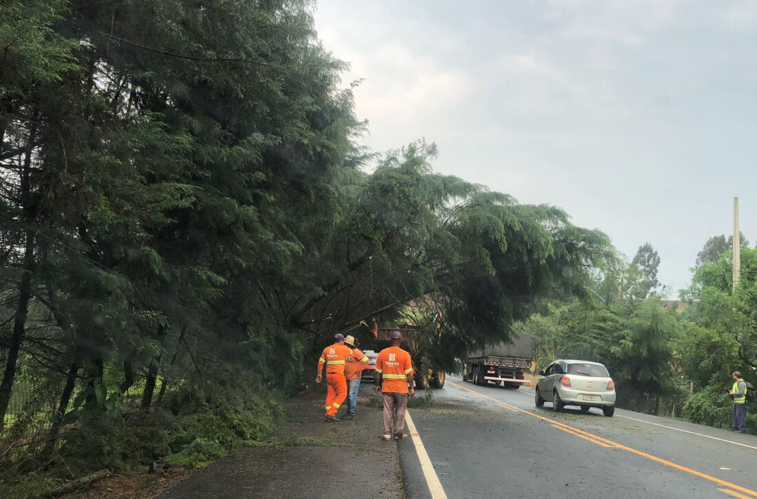  Fica em meia pista trânsito da PR-364 para remoção de galhos de árvores após temporal em São Mateus do Sul