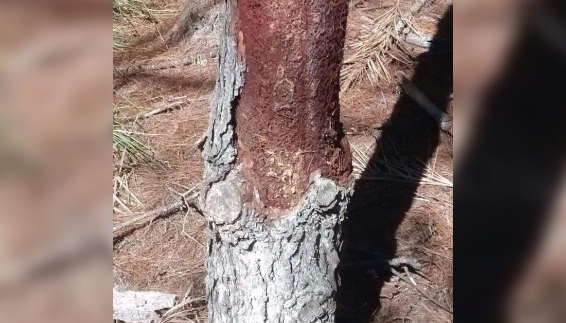  Árvore ‘canibal’ é descoberta no Paraná por pesquisadores da UFPR