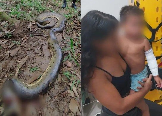  Cobra de seis metros ataca criança em fazenda no interior de Goiás