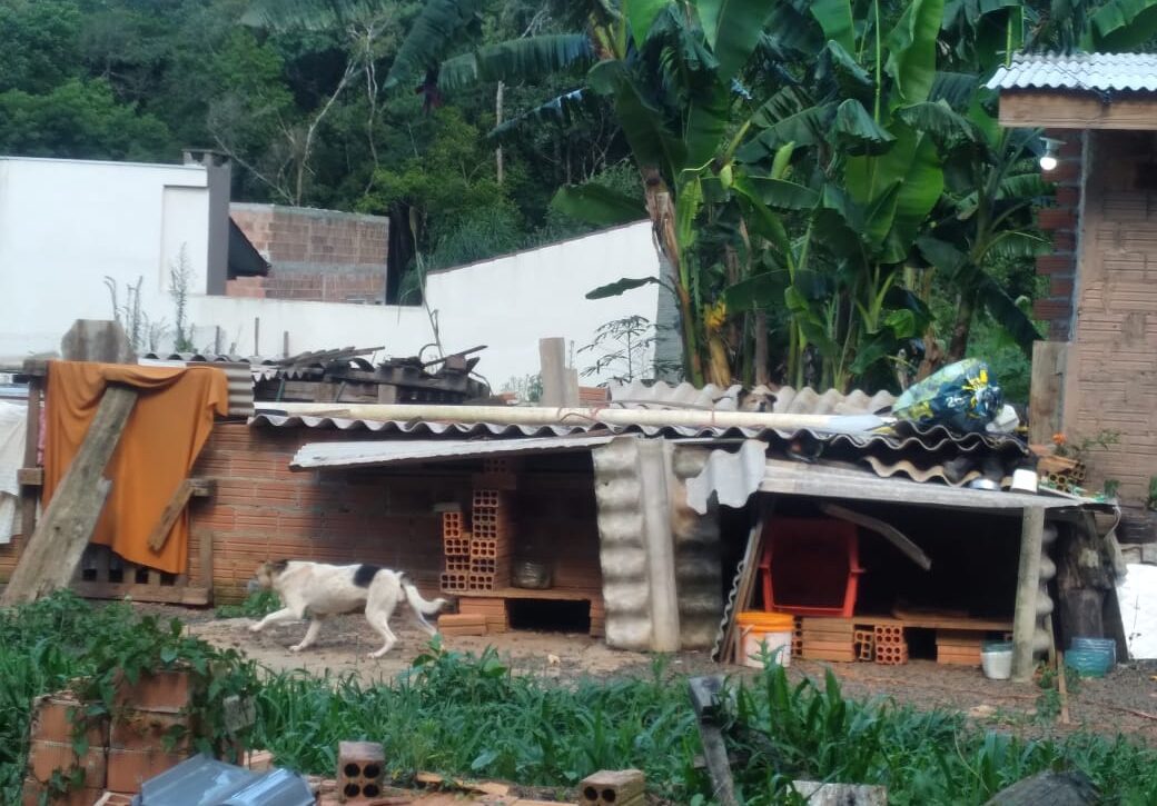  Vizinhos fazem denúncia de maus tratos a animais na Vila Americana