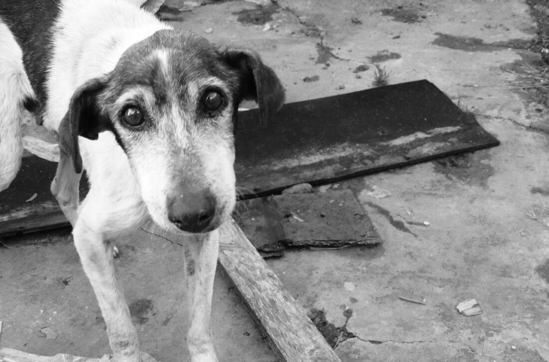  Polícia encontra cachorros sem água e comida em Rebouças, por denúncia