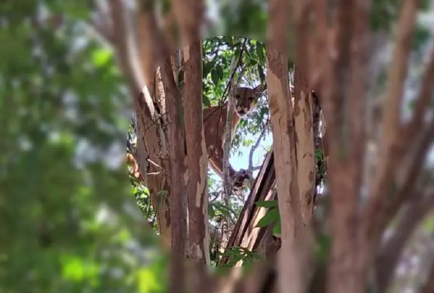  Onça-parda é encontrada no alto de pé de jabuticaba e assusta moradores no Paraná