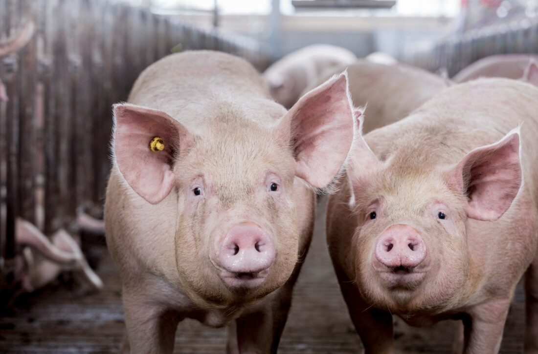  Briga por porco apedrejado acaba em morte no Paraná
