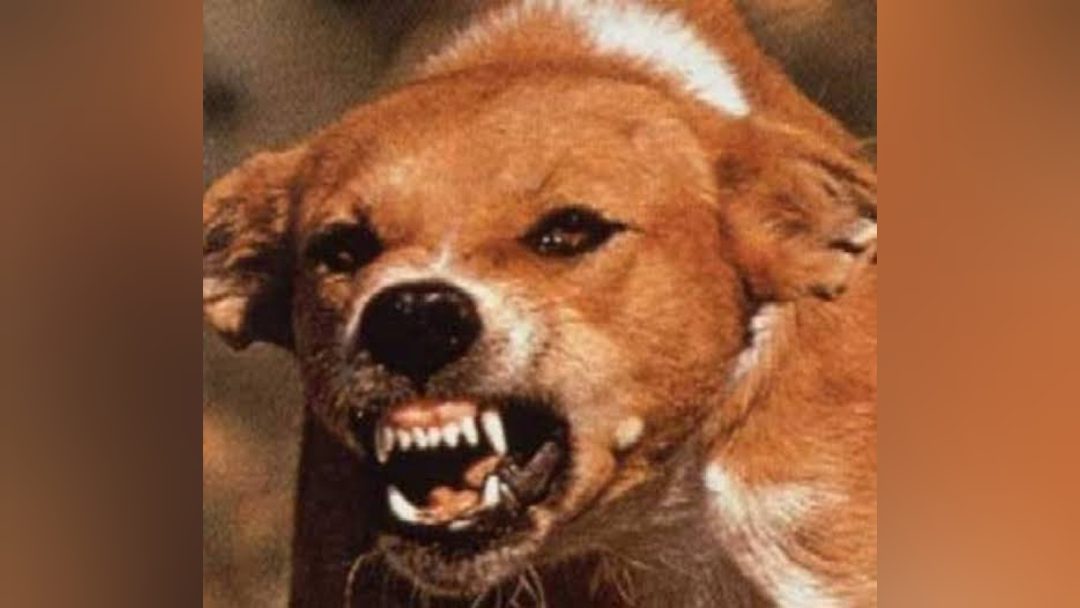  Idoso de 74 anos morre após ser atacado por cão em União da Vitória