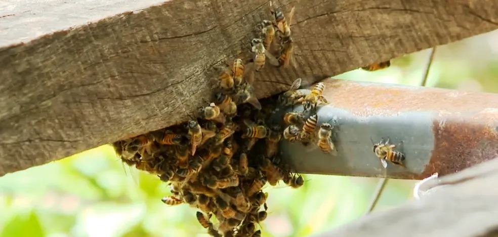  Idoso morre após ser atacado por abelhas em cidade do Paraná