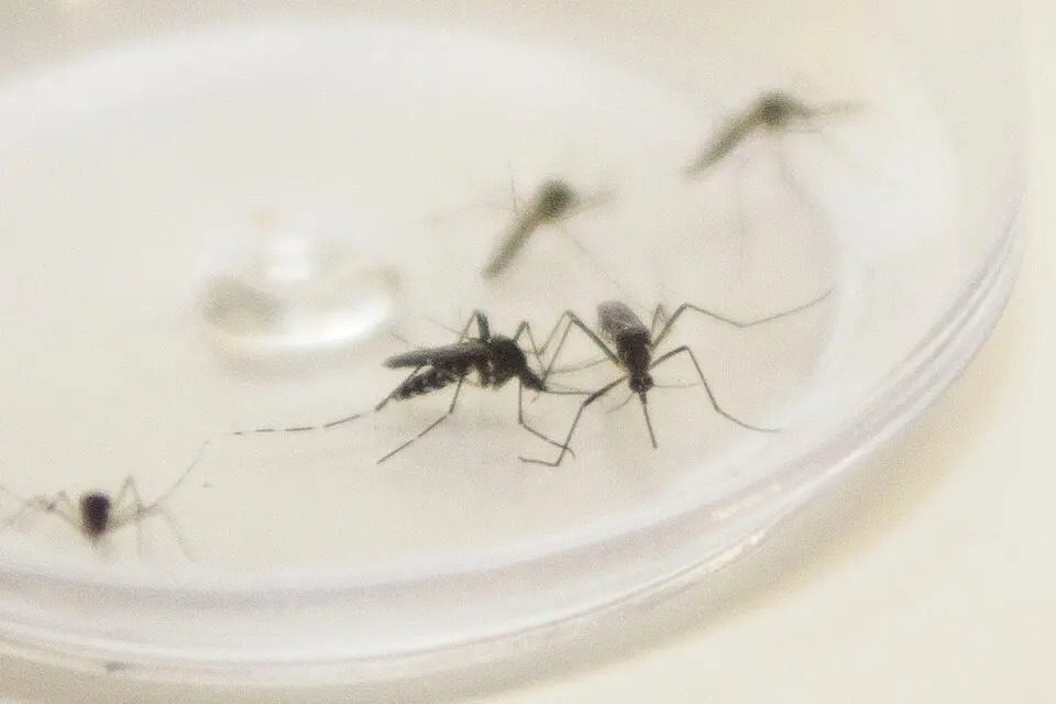  Paraná registra duas novas mortes e soma mais de 29 mil casos de dengue no período 2023/2024