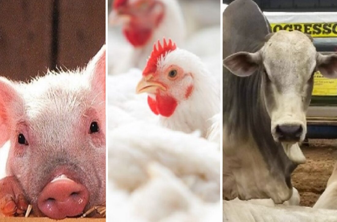  Maior produção de aves e suínos, associado ao abate de bovinos, reduz preço de carnes