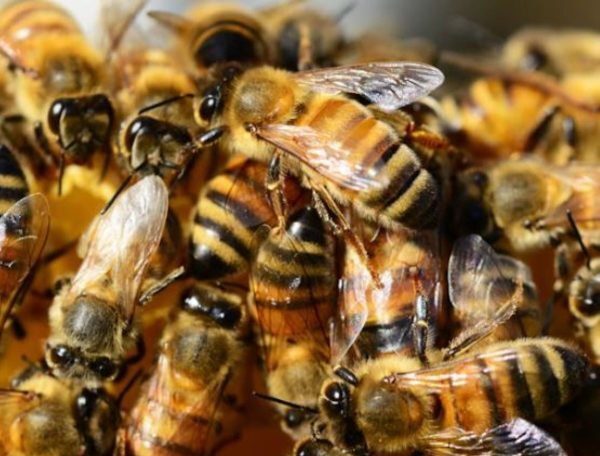  Idoso de 84 anos morre após levar mais de 100 picadas de abelha