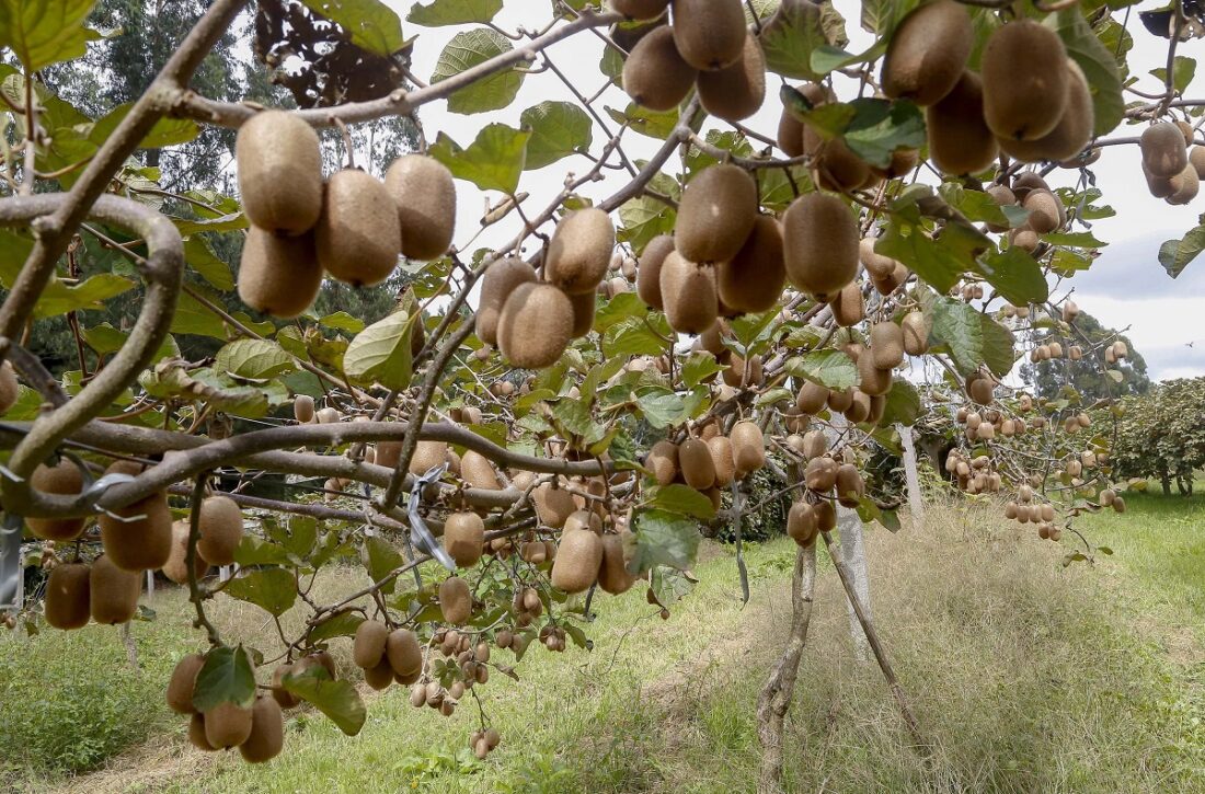  Antônio Olinto lidera produção de kiwi no PR; grande parte da fruta consumida é importada
