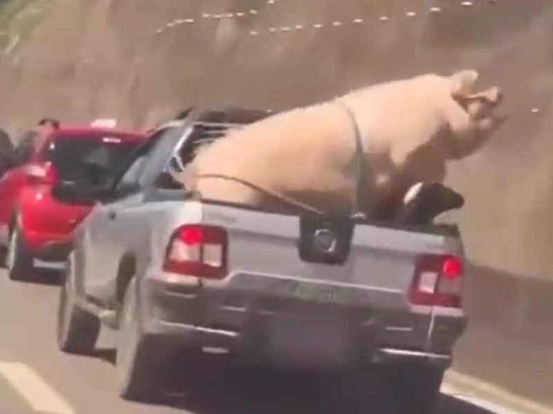  VÍDEO: Porco gigante é transportado de forma ilegal em carroceria e chama atenção