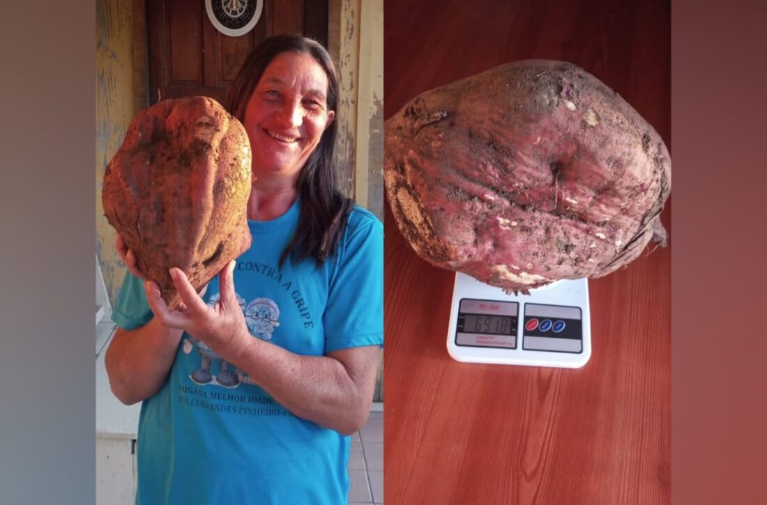  Agricultora colhe batata-doce gigante no interior do Paraná