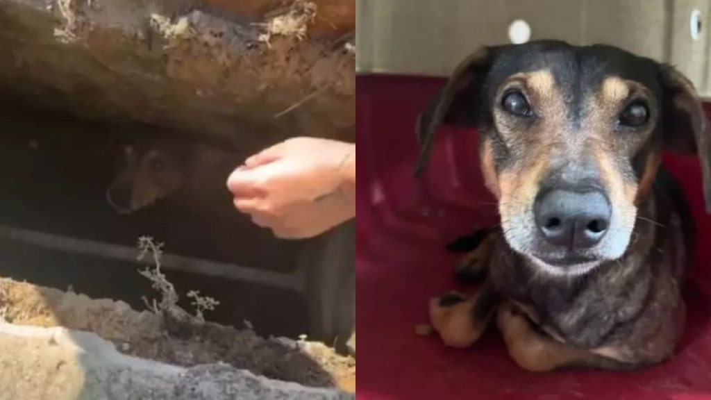  Cachorro triste e assustado é resgatado dentro de bueiro por populares