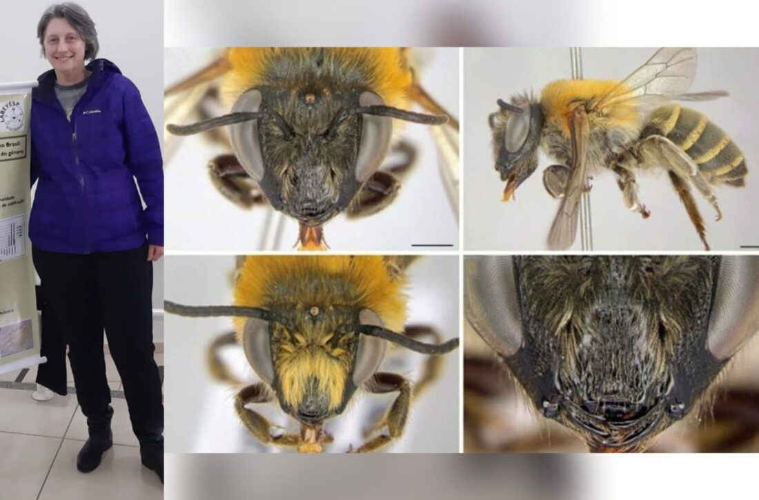  Professora da Unicentro descobre nova espécie de abelha após 6 anos de pesquisa