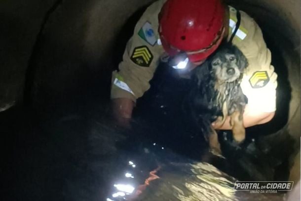  Bombeiros resgatam cachorro idoso que caiu em manilha de esgoto; veja vídeo do resgate