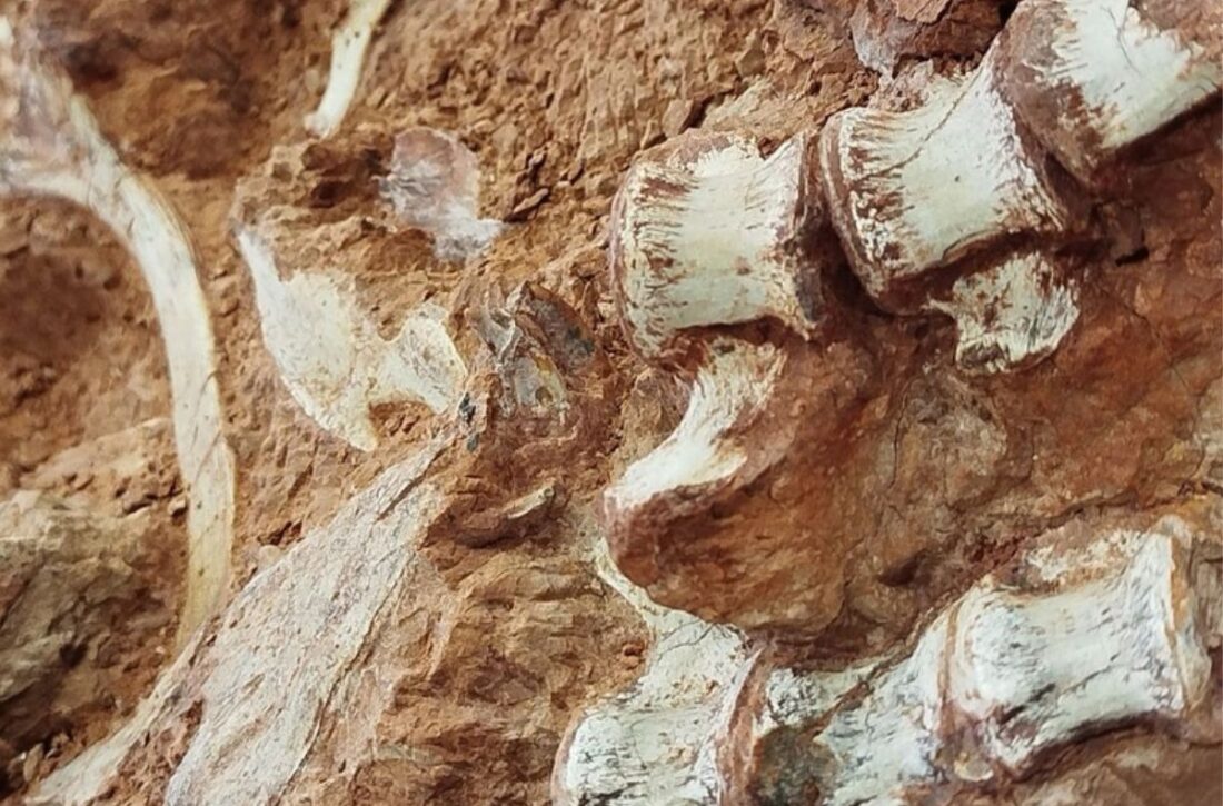  Pesquisadores encontram fóssil de dinossauro após chuvas e enchentes no Rio Grande do Sul